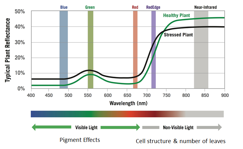 Descubriendo firmas espectrales en un huerto de nueces
