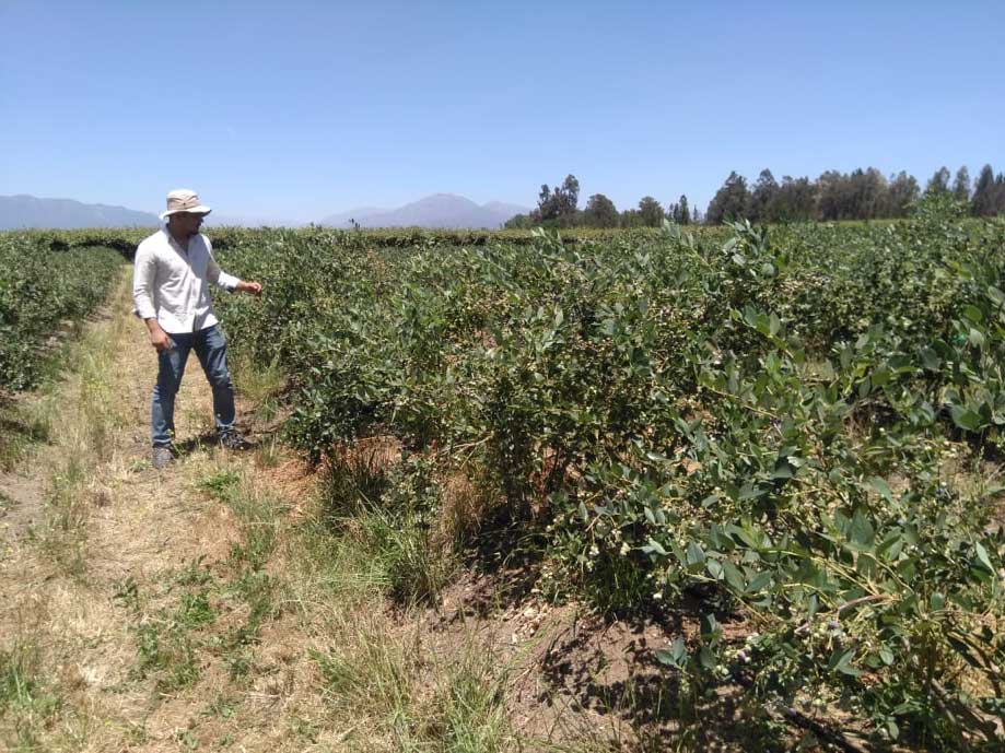 Gestión del riego en arándanos con la cámara Altum de la serie MicaSense