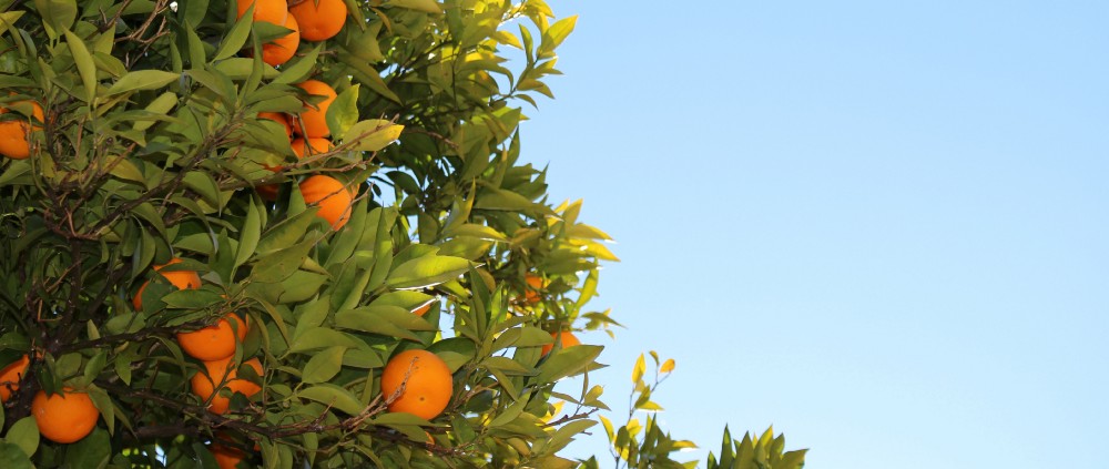 Uso del mapa de clorofila para identificar hongos que el NDVI no detecta